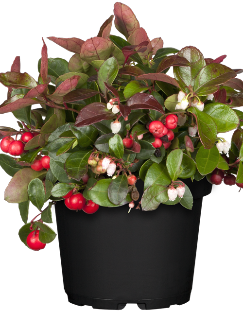 Gaultheria procumbens T13