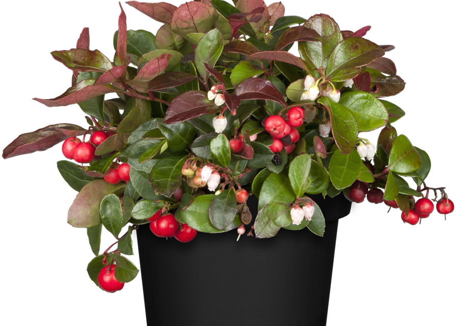 Gaultheria procumbens T13