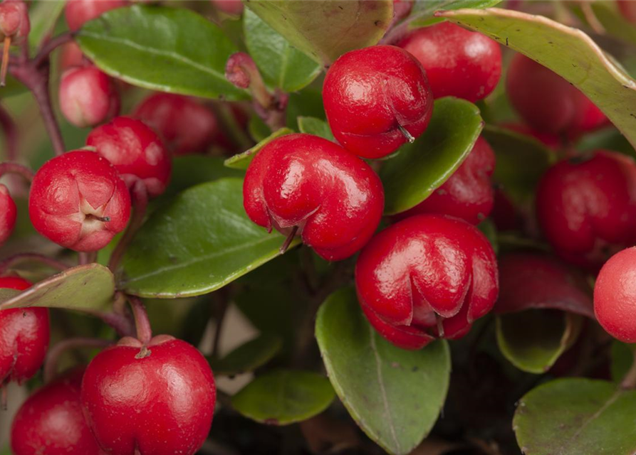 Gaultheria procumbens T13