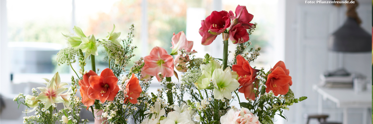 GS_Slider_Amaryllis_dabluehichauf