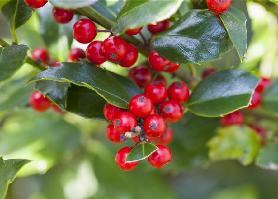 Ilex meserveae Blue Princess