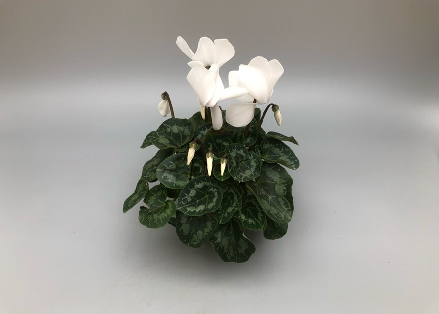 Cyclamen persicum Halios F1