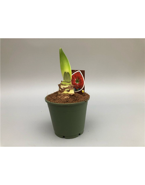 Hippeastrum 2 Triber Monaco T14