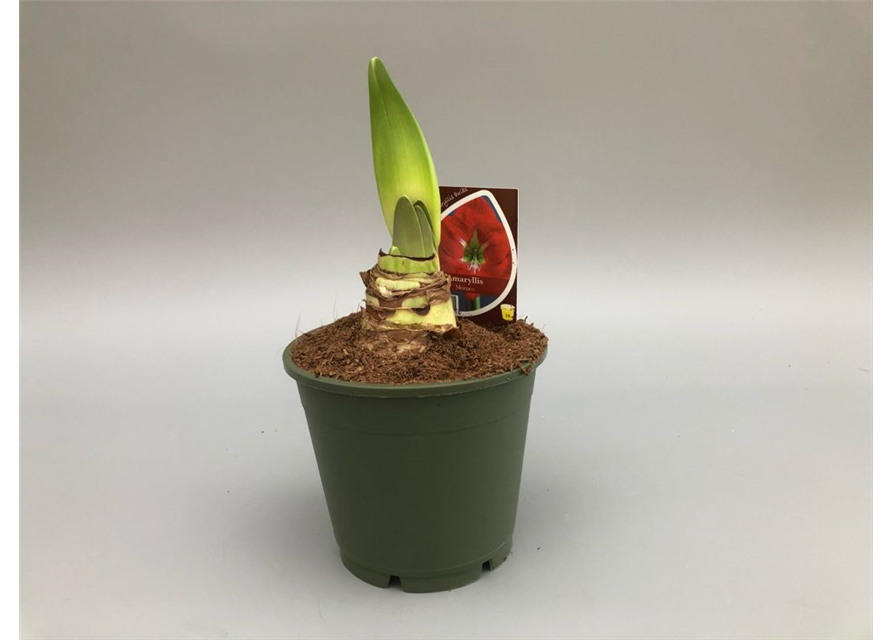 Hippeastrum 2 Triber Monaco T14