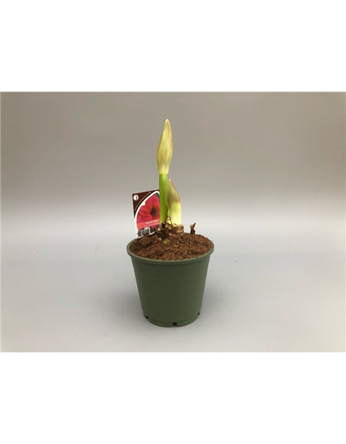 Hippeastrum 2-Trieber T14