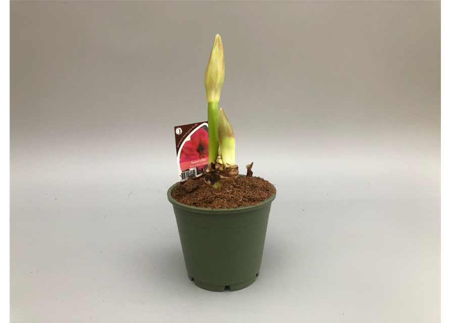 Hippeastrum 2-Trieber T14