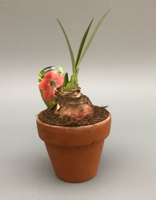 Hippeastrum Midi, verschiedenen Sorten