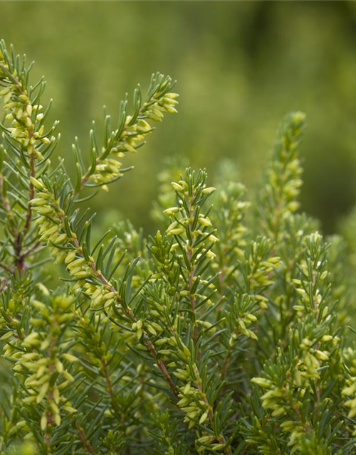 Erica darlayensis