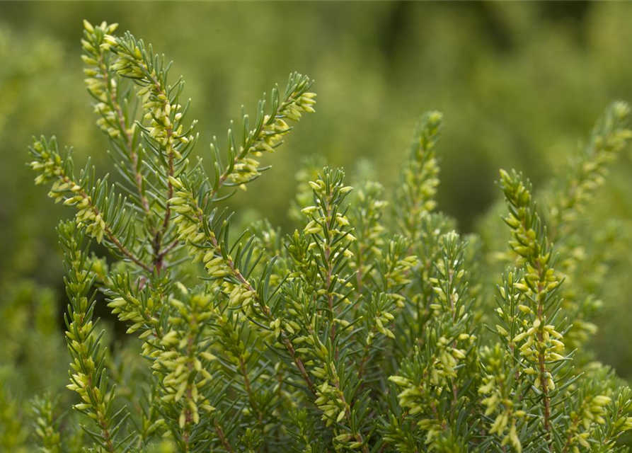 Erica darlayensis