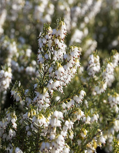 Erica darlayensis