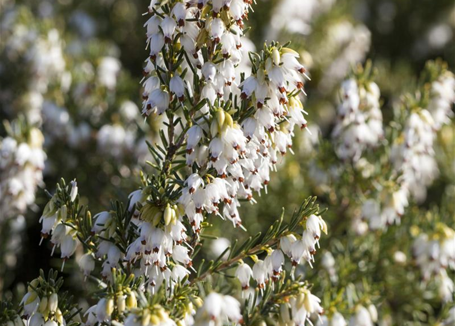 Erica darlayensis