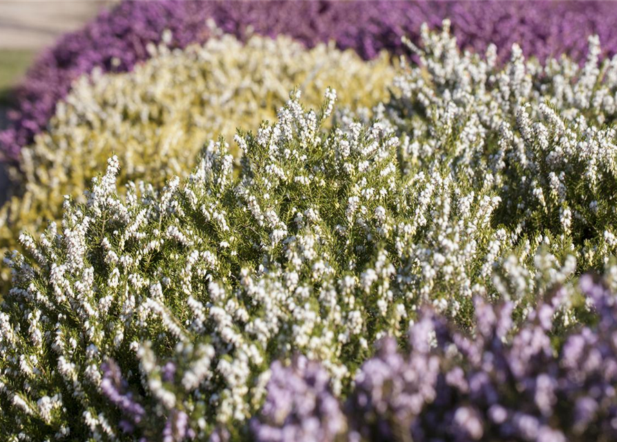 Erica darlayensis