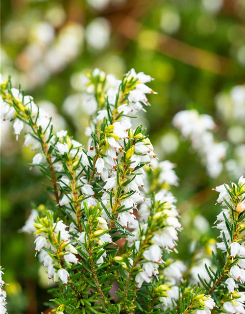 Erica darlayensis