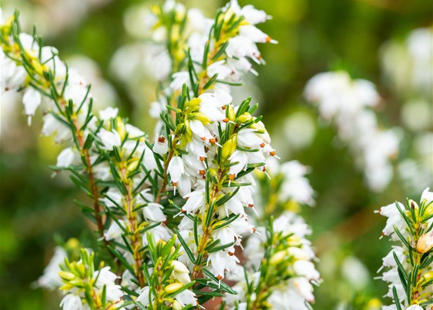 Erica darlayensis