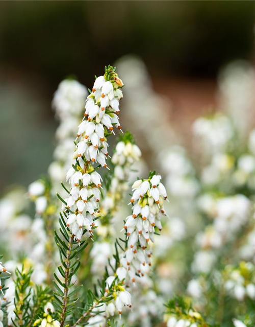 Erica darlayensis