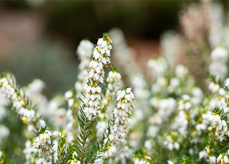 Erica darlayensis