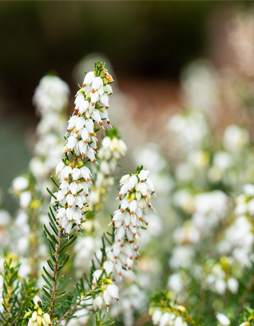 Erica darlayensis