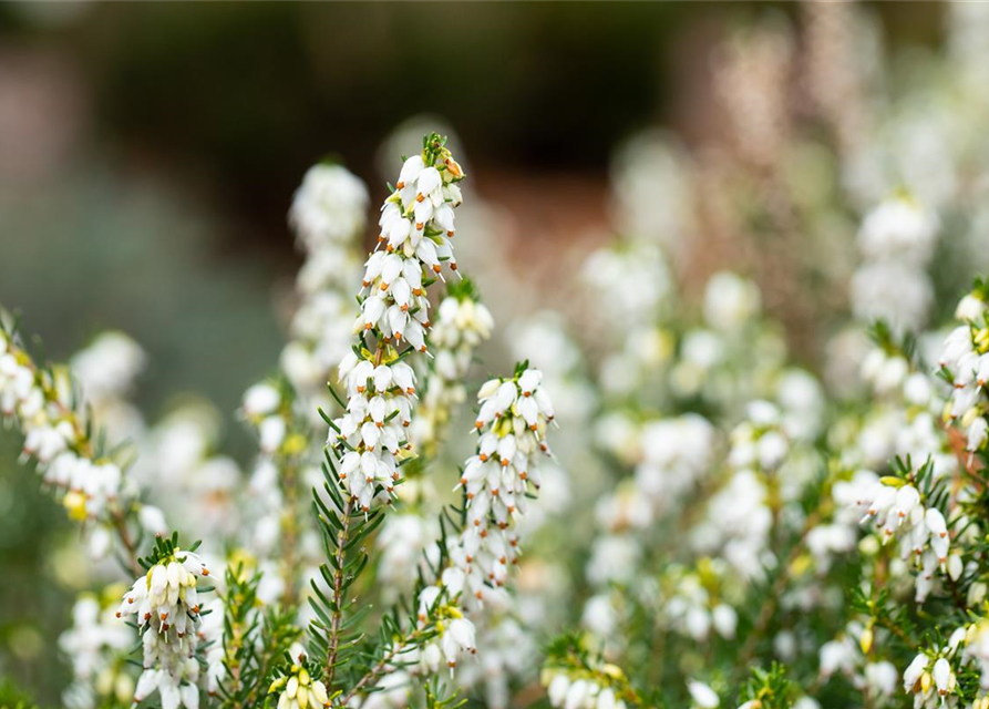 Erica darlayensis