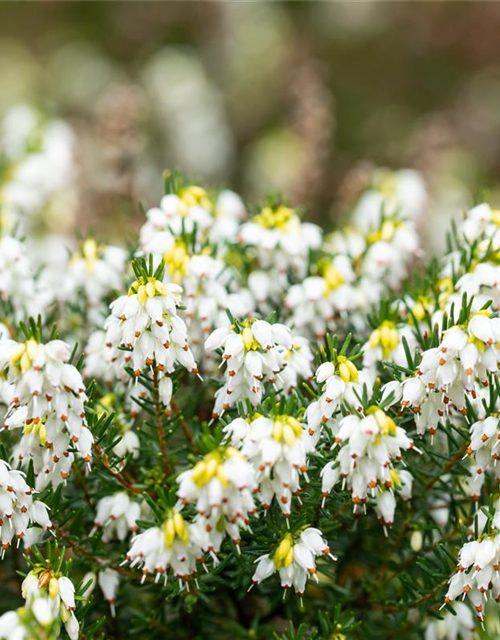 Erica darlayensis