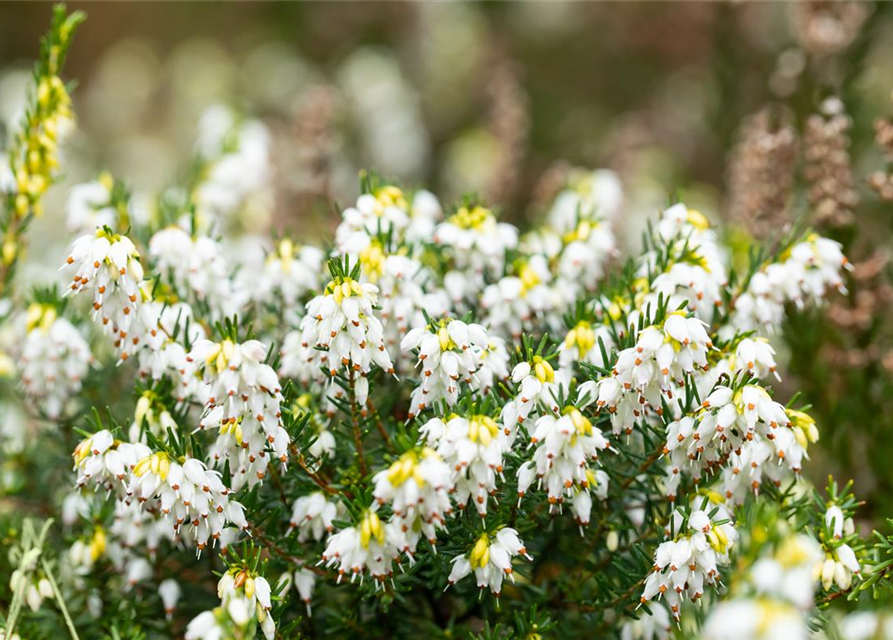 Erica darlayensis