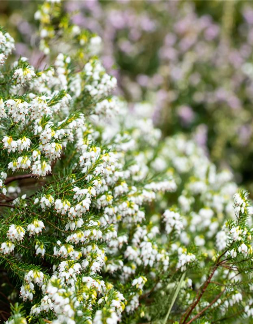 Erica darlayensis