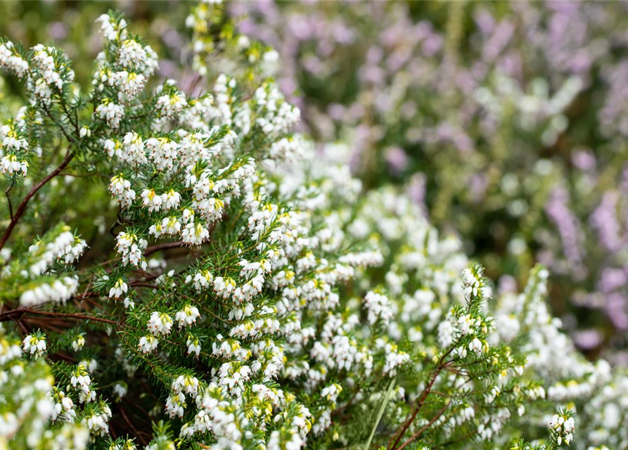 Erica darlayensis