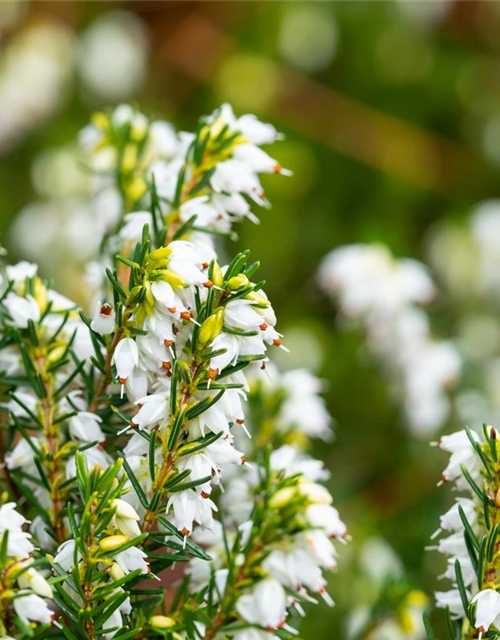 Erica darlayensis