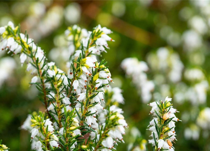 Erica darlayensis