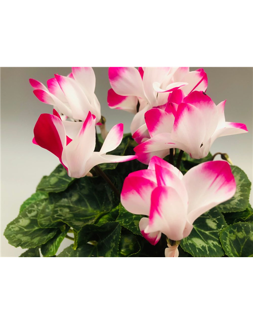 Cyclamen persicum Indiaka F1