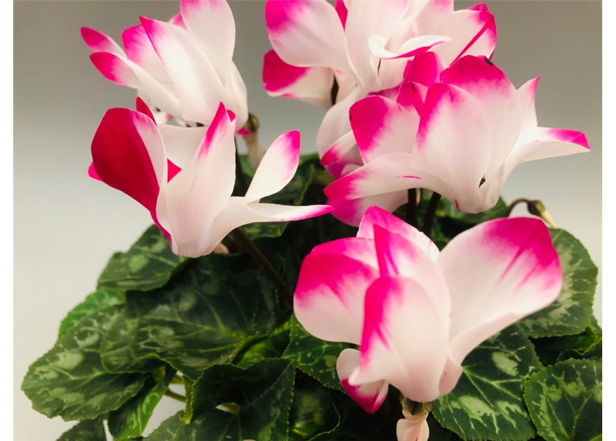 Cyclamen persicum Indiaka F1