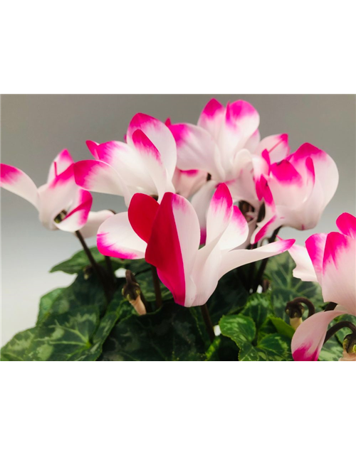 Cyclamen persicum Indiaka F1