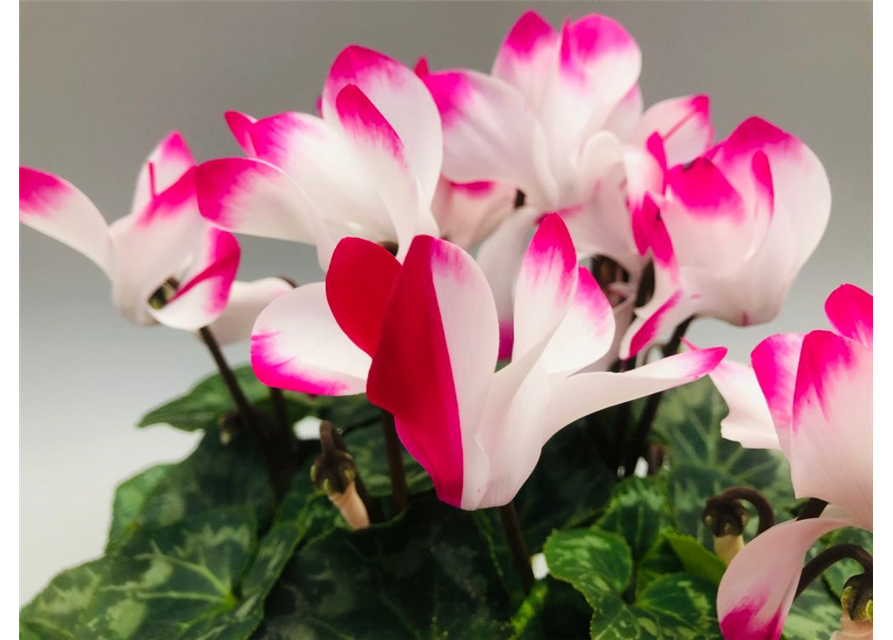 Cyclamen persicum Indiaka F1