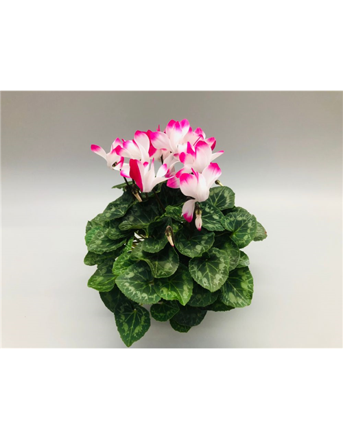 Cyclamen persicum Indiaka F1