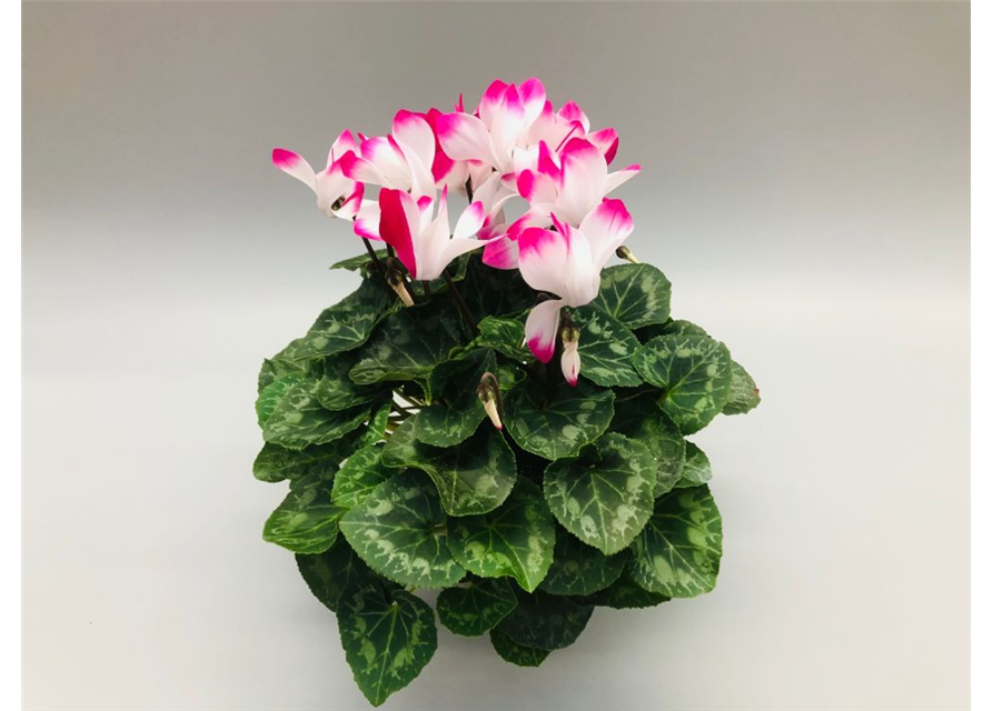 Cyclamen persicum Indiaka F1