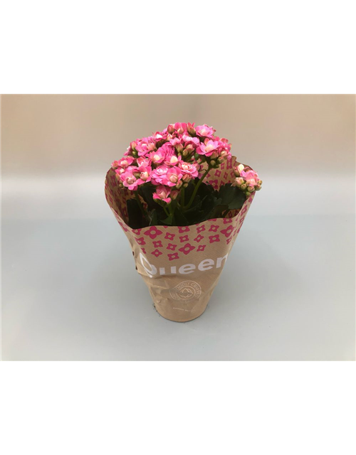 Kalanchoe blossfeldiana Roseflowers T10,5