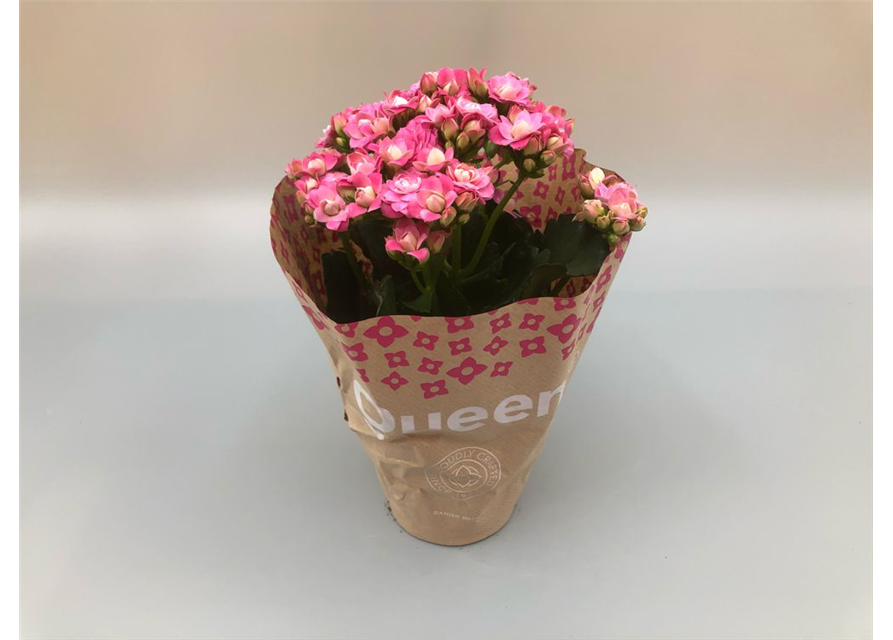 Kalanchoe blossfeldiana Roseflowers T10,5