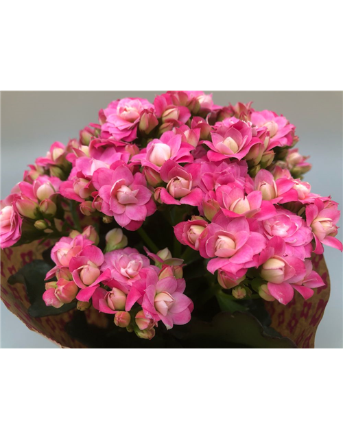 Kalanchoe blossfeldiana Roseflowers T10,5