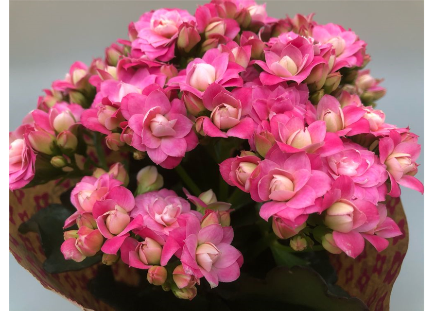 Kalanchoe blossfeldiana Roseflowers T10,5