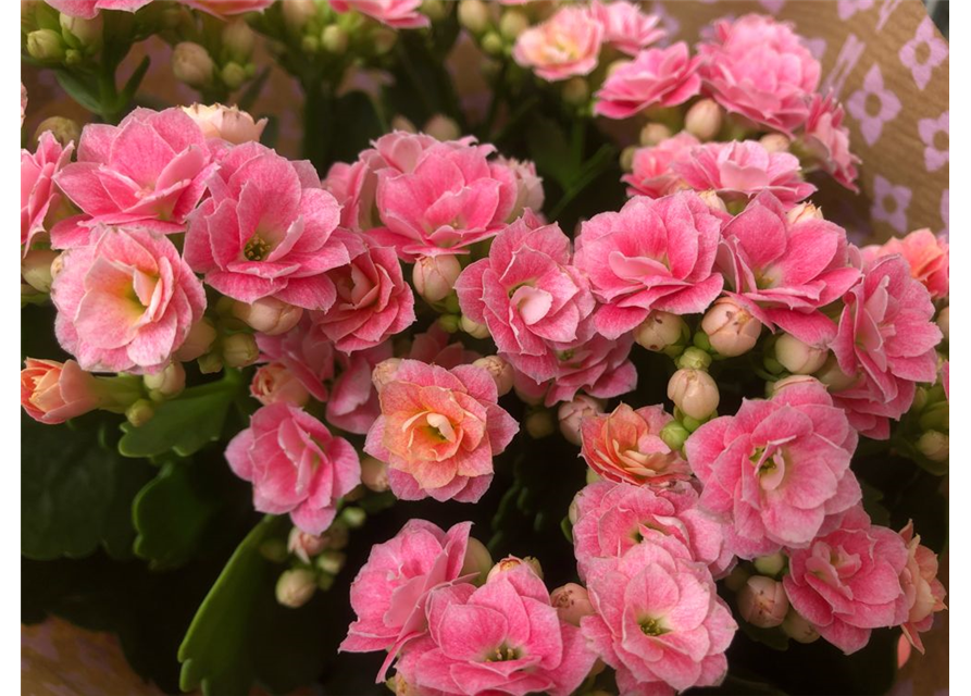 Kalanchoe blossfeldiana T13