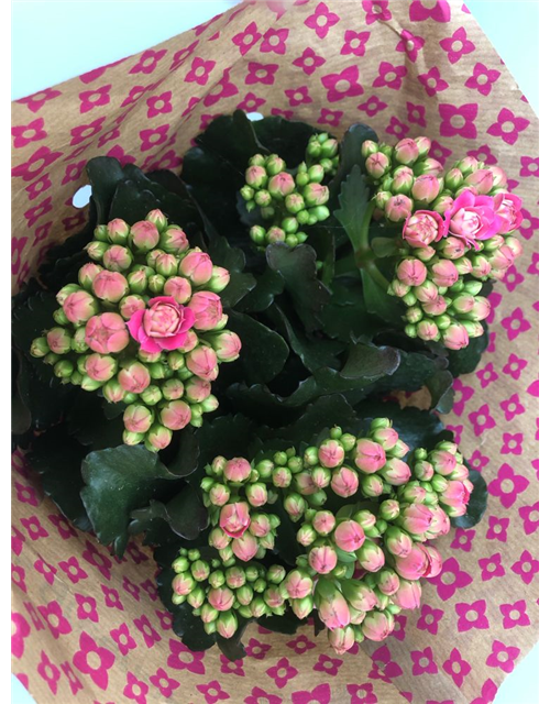 Kalanchoe blossfeldiana T13