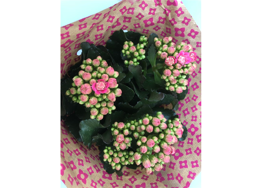 Kalanchoe blossfeldiana T13