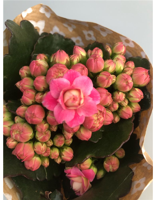 Kalanchoe blossfeldiana Roseflowers Mini Pink T6