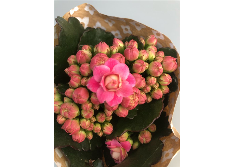 Kalanchoe blossfeldiana Roseflowers Mini Pink T6