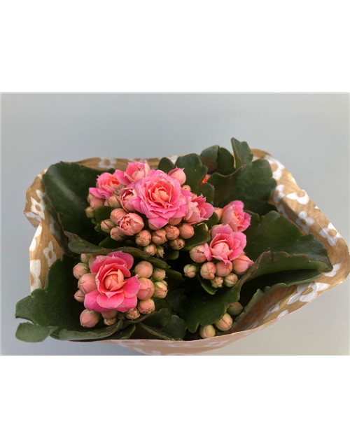 Kalanchoe blossfeldiana Roseflowers Mini Rosa 6