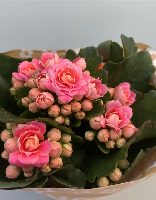 Kalanchoe blossfeldiana Roseflowers Mini