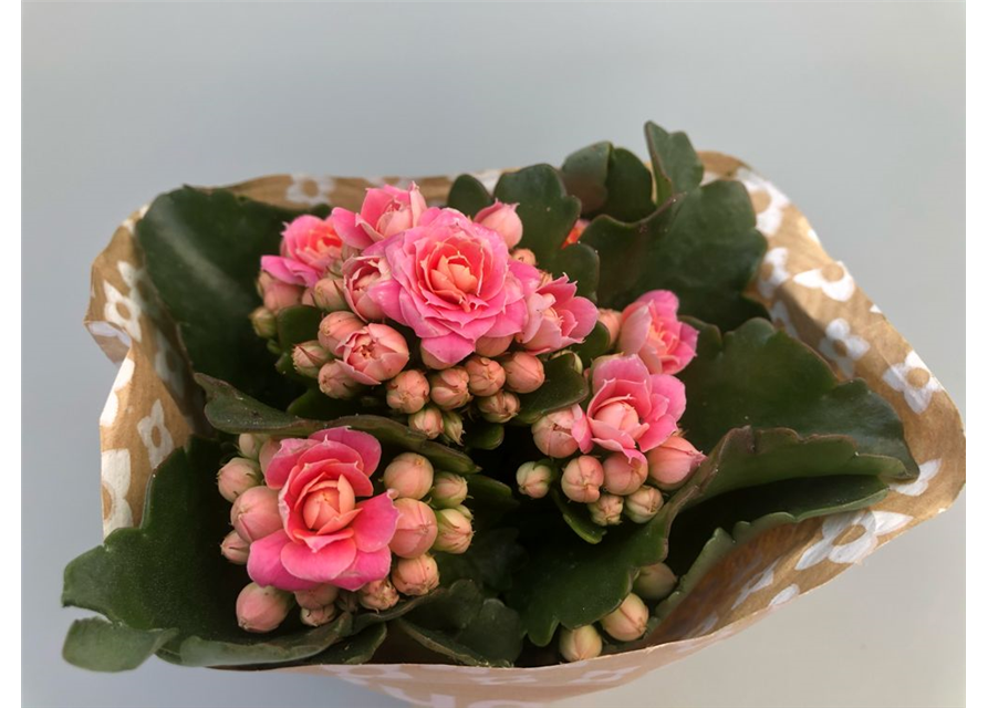 Kalanchoe blossfeldiana Roseflowers Mini Rosa 6