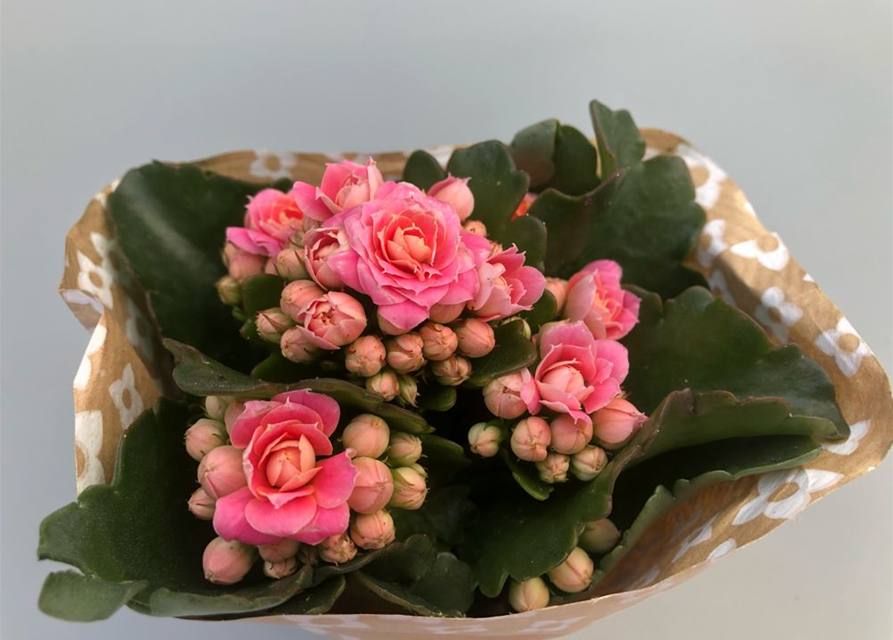 Kalanchoe blossfeldiana Roseflowers Mini