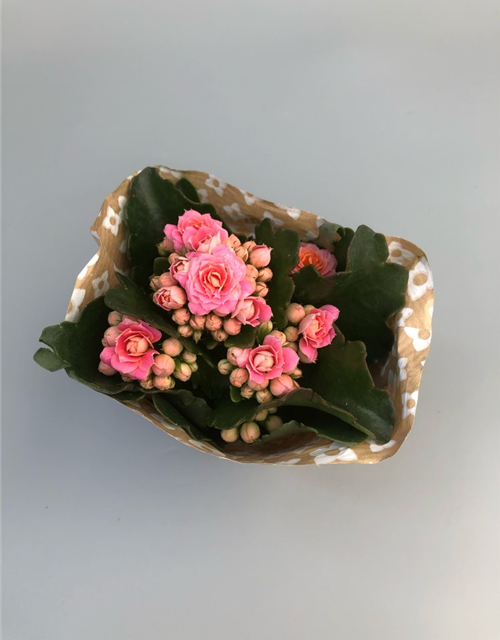 Kalanchoe blossfeldiana Roseflowers Mini