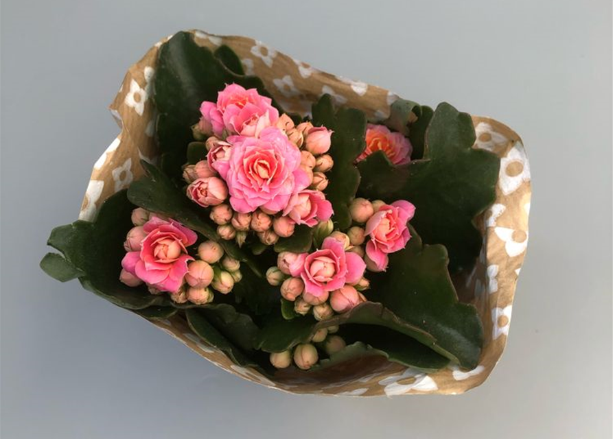 Kalanchoe blossfeldiana Roseflowers Mini