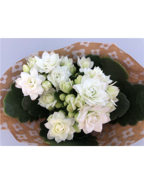 Kalanchoe Roseflowers Mini Weiß T6